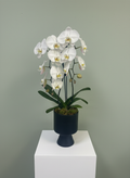 Pure Elegance Orchid
